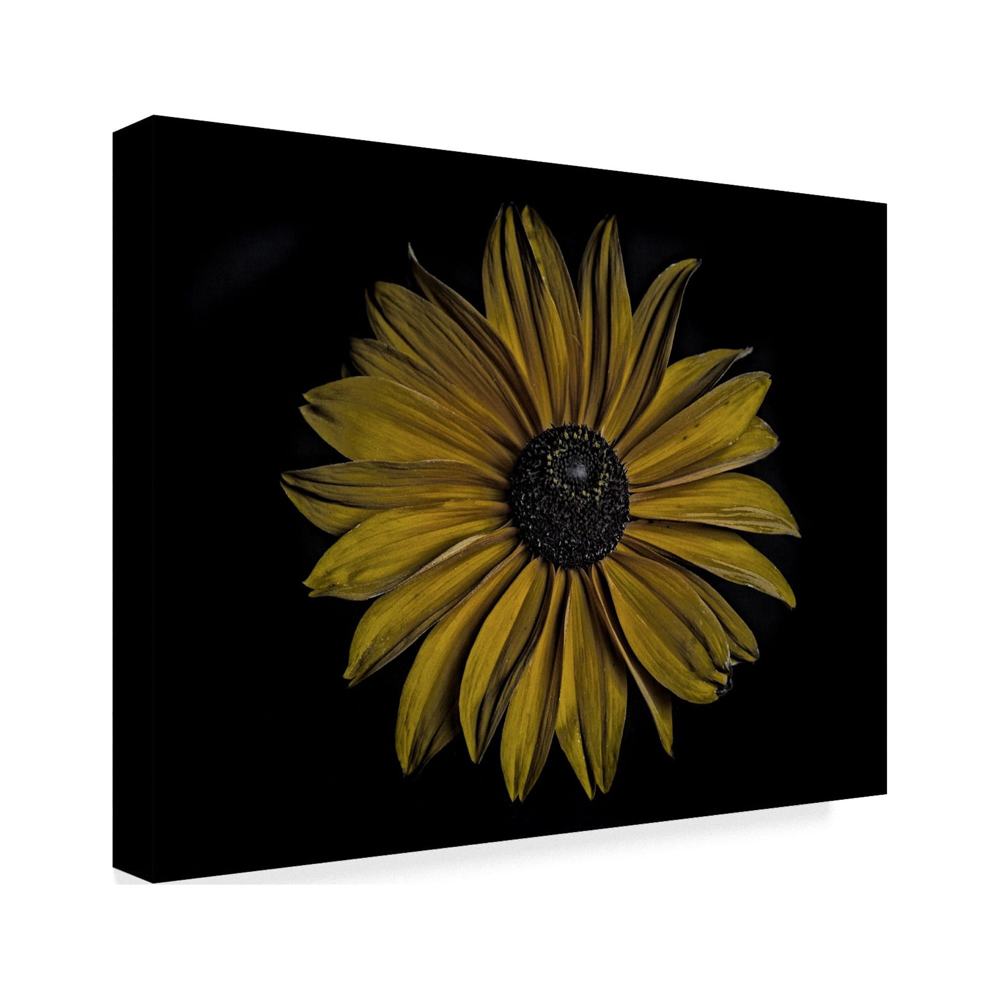 Trademark Fine Art 'Sunflower Bold' Canvas Art by Lori Hutchison