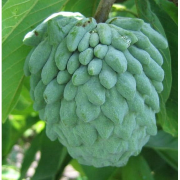 Atemoya TREE GRAFTED . Ships free to all states in 3 gallons pot, 1-2 years to fruit.