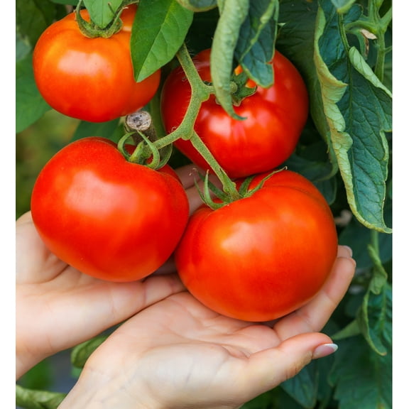 Earthcare Seeds - Tomato Big Beef 25 Seeds - Indeterminate Beefsteak (Solanum Lycopersicum) Heirloom - Open Pollinated