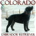 thumbnail image 2 of CafePress - Colorado Labrador Infant Bodysuit - Baby Light Bodysuit, Size Newborn - 24 Months, 2 of 4