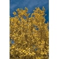 thumbnail image 2 of Lee Peterson 4x24 White Modern Wood Framed Wall Art Titled - Fall Leaves I, 2 of 5