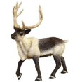thumbnail image 1 of Safari Ltd Wild Safari Reno de vida silvestre de América del Norte Pleaser 95866277925, 1 of 1