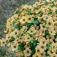thumbnail image 2 of Artificial Fake White Flowers Plants for Outdoor Winter Christmas Decoration, 10 Bundles Faux Silk Daisies UV Resistant Look Real for Outside Planter Pot Porch Yard Patio Garden, 2 of 5