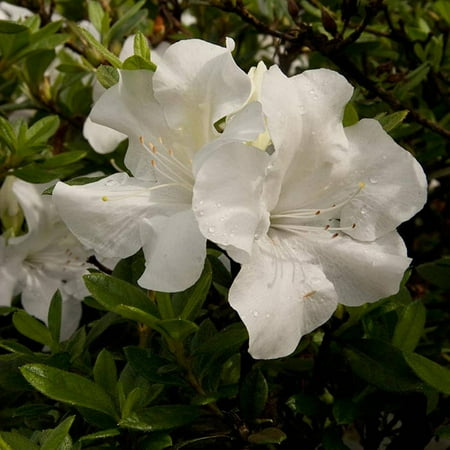 5 X Azalea - Encore Azalea Autumn Ivory | White Blooms - Live Evergreen Shrub