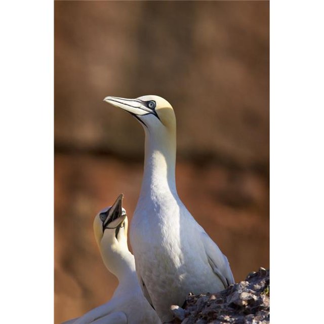 Two Gannets Interacting - Perce, Quebec, Canada Poster Print, 13 x 20