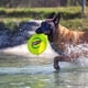 thumbnail image 4 of Juguete Volador Wham-O Pets Whizzbee Azul Flotante y Silbado para Perro, 4 of 4