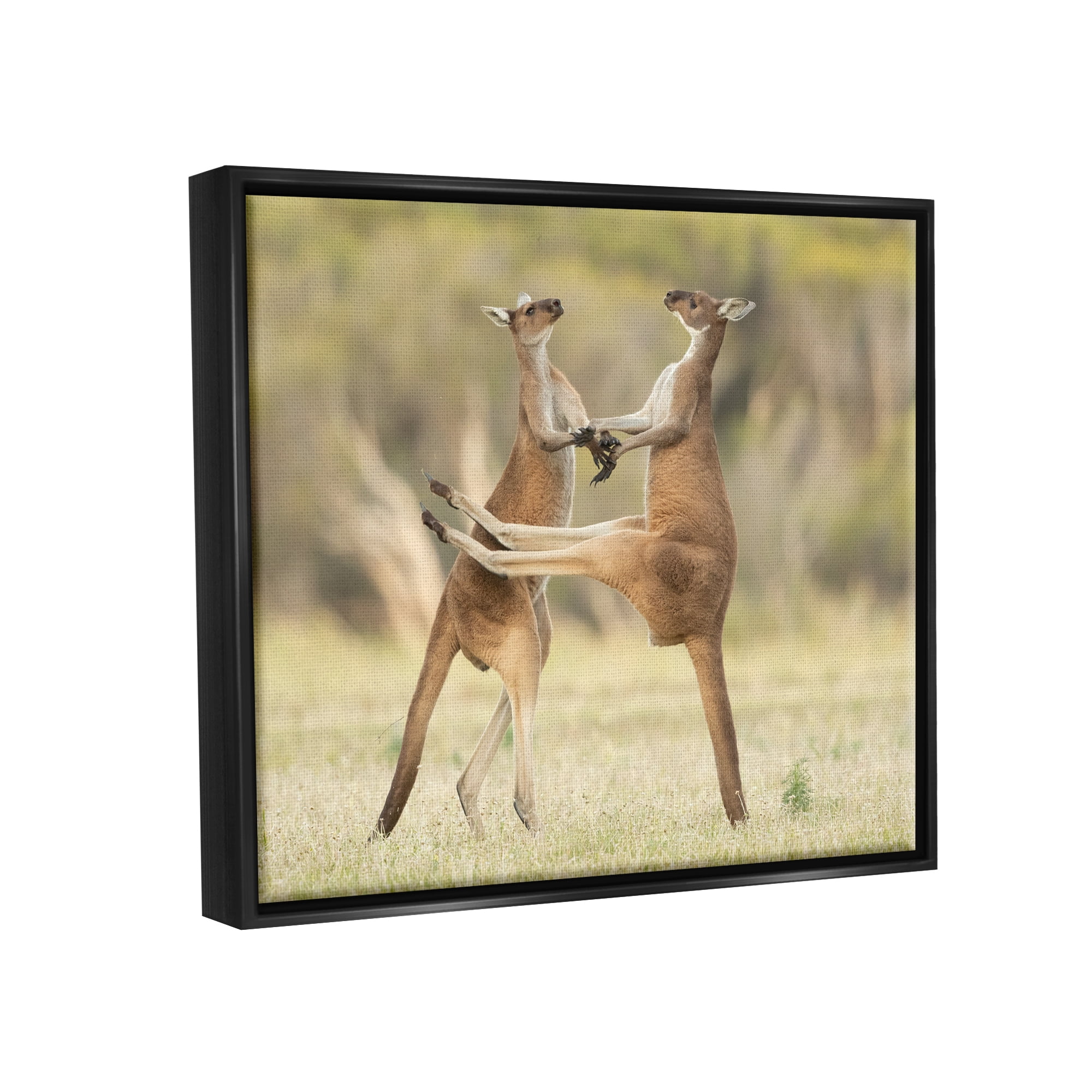 Stupell Industries Kangaroo Duo Photography Animals & Insects Photography Black Floater Framed Canvas Art Print Wall Art, 31 x 25