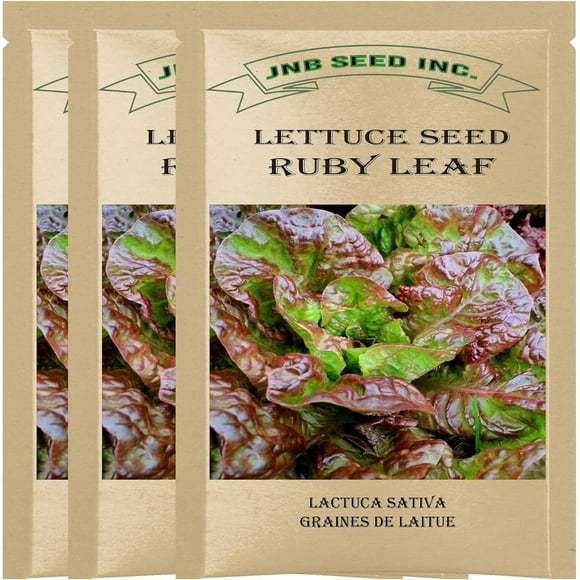 shiyou-Ruby Leaf Lettuce Seeds for Planting (3 Packs - 4000+ Seeds) \u2013 Perfect for Indoor, Outdoor, and Hydroponic Gardening