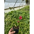 thumbnail image 2 of Bougainvillea 'Sharon Wesley' in 4" pots, 2 of 3
