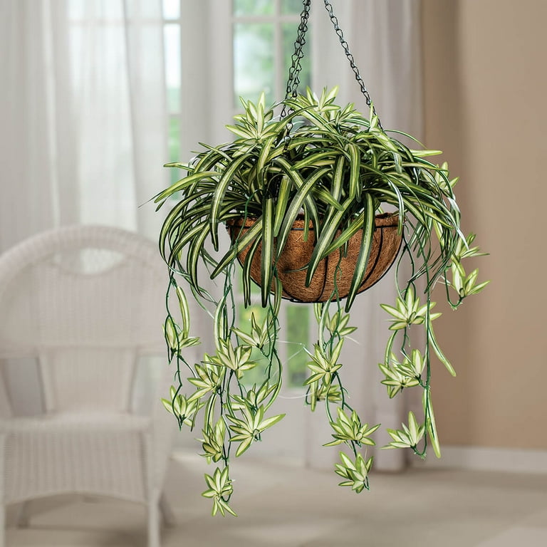 Spider Plants – Beyond Behnkes