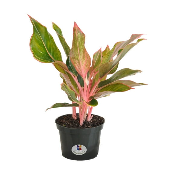United Nursery Live Aglaonema Sapphire Suzanne Plant 12-16 inches Tall in 6-inch Grower Pot