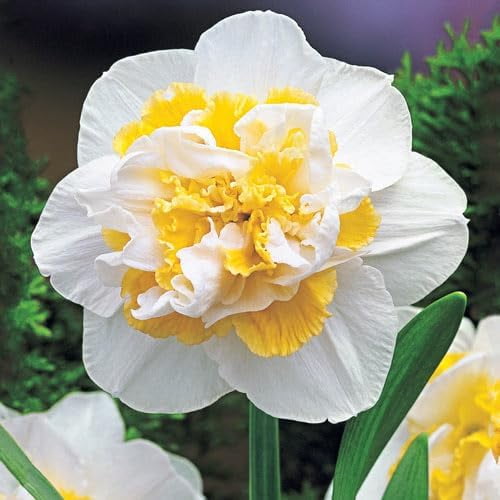 White Lion Daffodil Bulbs for Planting - Easy to Grow Perennial Flowers for Garden or Containers (5 Bulbs)