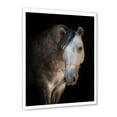 thumbnail image 2 of Designart 'Close Up Portrait Of A White Horse' Farmhouse Framed Art Print, 2 of 4