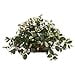 thumbnail image 3 of Nearly Natural 8203 Hoya Artificial Plant in Decorative Planter, 3 of 3