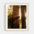 thumbnail image 2 of Redwood Forest Sunbeams - Mill Valley California Photography Forest Nature Autumn Woods Woodland Scenic Mystical Unframed Wall Art Print 16 x 20 inches, 2 of 13