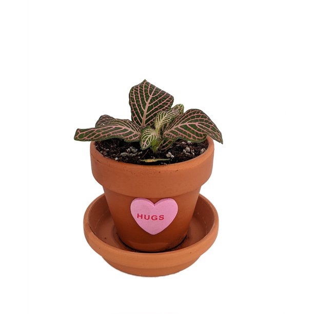 Heartbeat Pink Veined Nerve Plant Fittonia 2.5" Clay