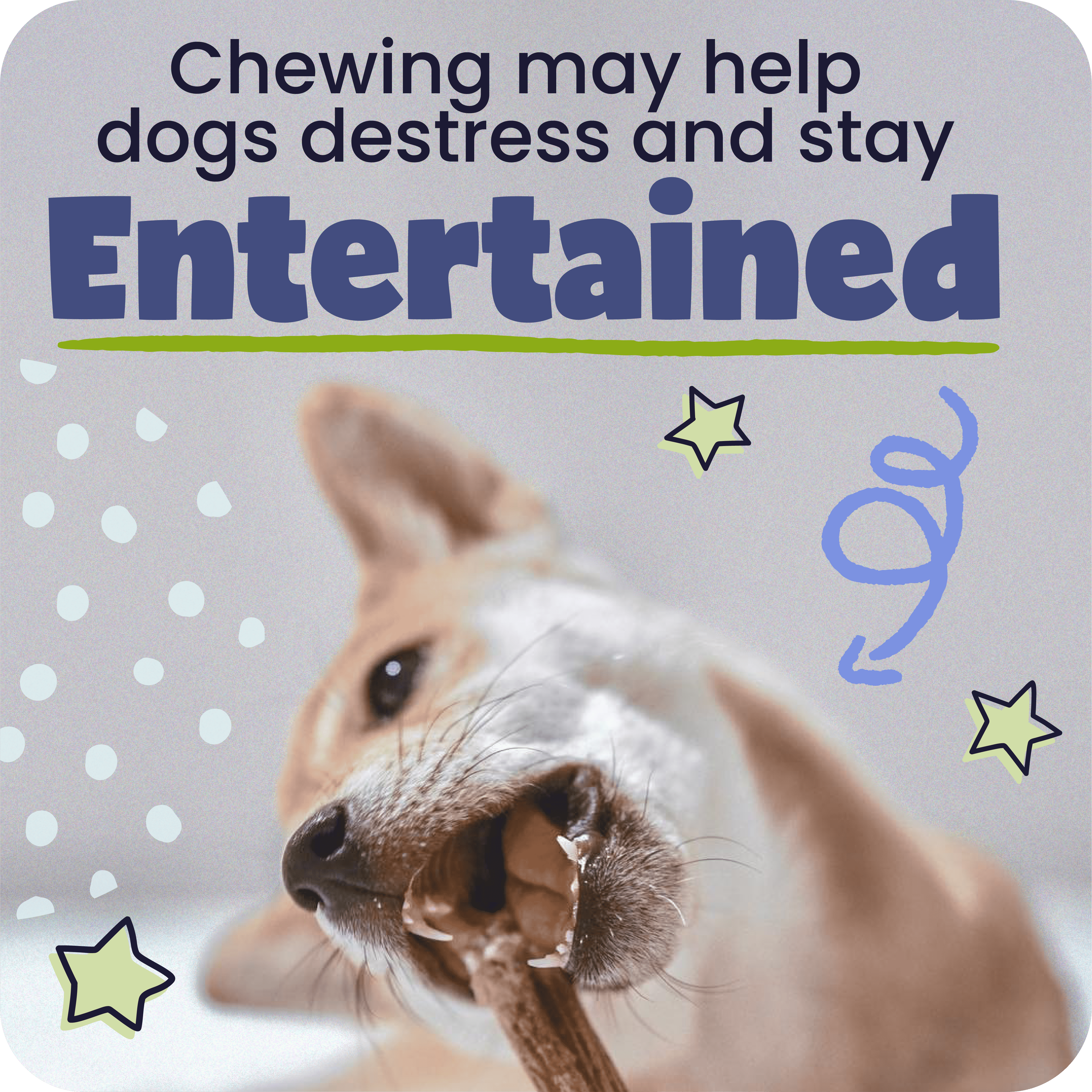 Pawstruck All-Natural 4" Bully Stick Rings for Dogs, 3 count