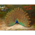 thumbnail image 2 of Thorburn, Archibald 14x12 Black Ornate Wood Framed with Double Matting Museum Art Print Titled - Peacock and Peacock Butterfly, 2 of 4