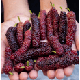 thumbnail image 3 of Live Pakistan Mulberry Tree Black Mulberry Fruit Plant Long Mulberries Plant Morus Macroura Seedlings 4-6"Tall, 3 of 6