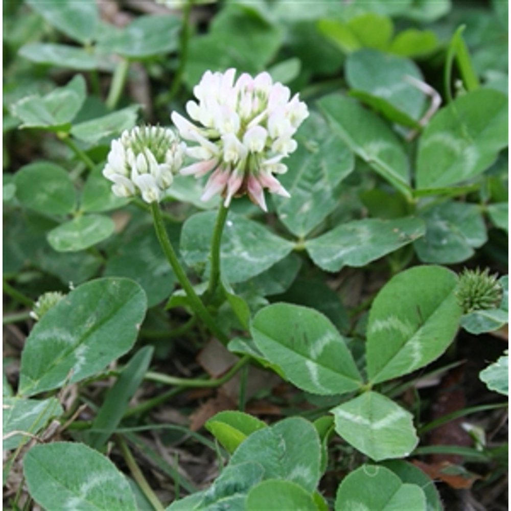 Louisiana S1 White Clover Seed 1 Lb.