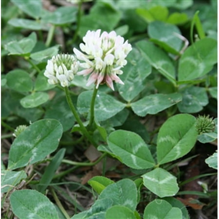 Louisiana S-1 White Clover Seed - 1 Lb. (Best Time To Plant Clover Seed)