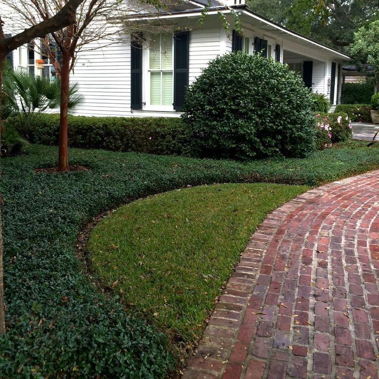 Asiatic Jasmine - 54 Pack (3.25 In. Pots) Evergreen Groundcover