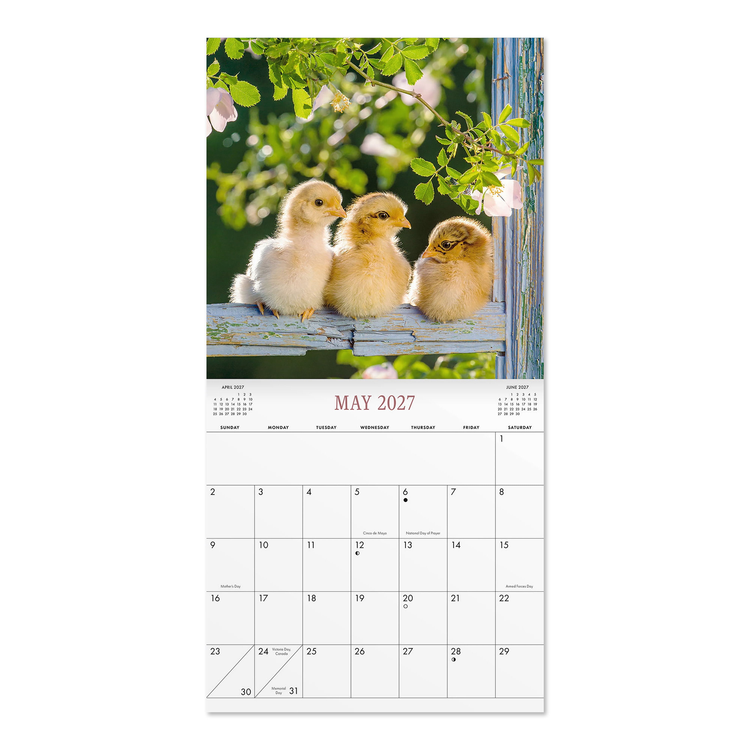 2027 Chickens Wall Calendar 12x12 January-December Gridded