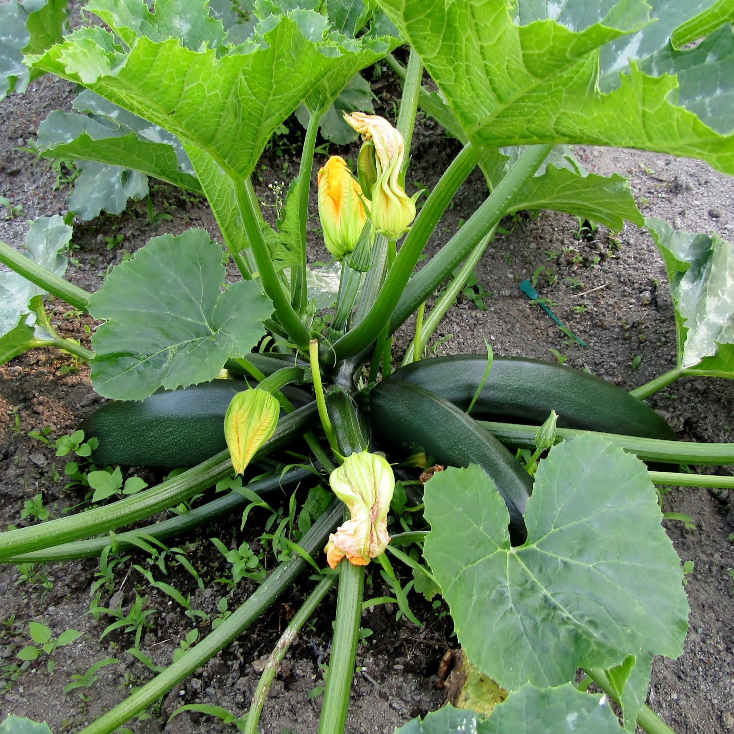 2.5 in. Live Vegetable Black Beauty Zuchinni Plant (3-Pack)