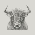 thumbnail image 3 of Harper, Ethan 20x20 Black Modern Framed Museum Art Print Titled - Black and White Bull, 3 of 5