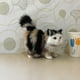 thumbnail image 3 of Bonita Muñeca Animal De Peluche, Gato De Peluche, Juguete Infantil Decorativo, Realista Y Realista, Juguete Interactivo De Peluche, 3 of 3