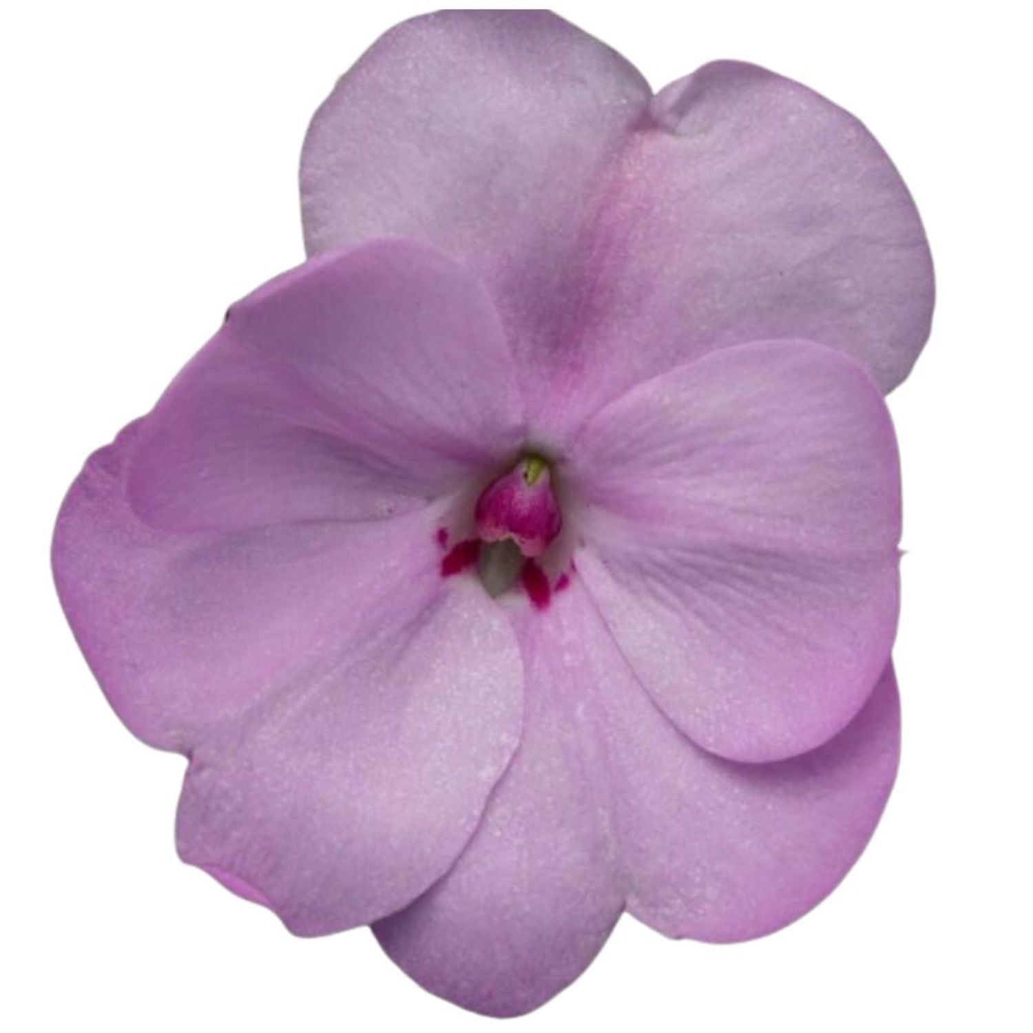 Proven Winners 4" Purple SunPatiens Compact Orchid Blush Impatiens Live Plant in 4.25" Pot (4 Count)