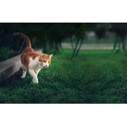 Tabcat v2 Pet Cat/Kitten Tracker – New Longer Range & Smaller Tags, More Accurate than GPS