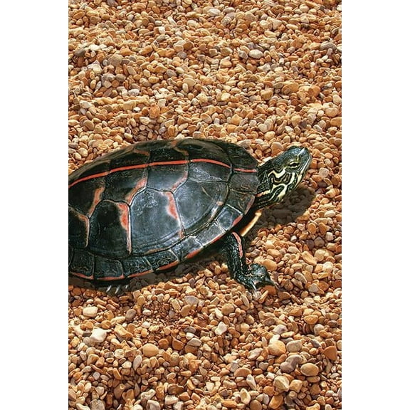 Nodin Press Blank Journals: Painted Turtle Blank Journal (Hardcover)