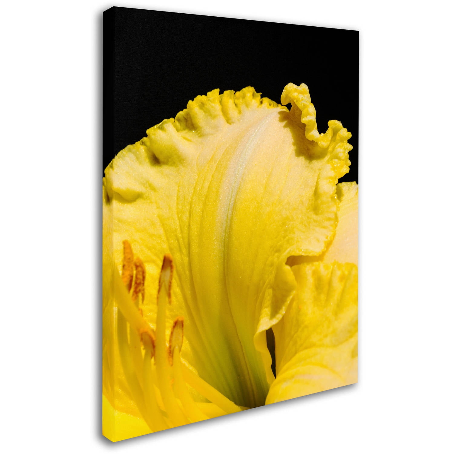 Trademark Fine Art "Day Lily Abstract" Canvas Art by Kurt Shaffer