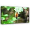thumbnail image 1 of Logan Thomas 32x23 Gallery Wrapped Canvas Wall Art Titled - Caterpillar on Leaf I, 1 of 4