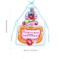 thumbnail image 2 of Tablier Viscera pour Enfants, Jouet Éducatif Interne pour le Corps Humain, 2 of 5