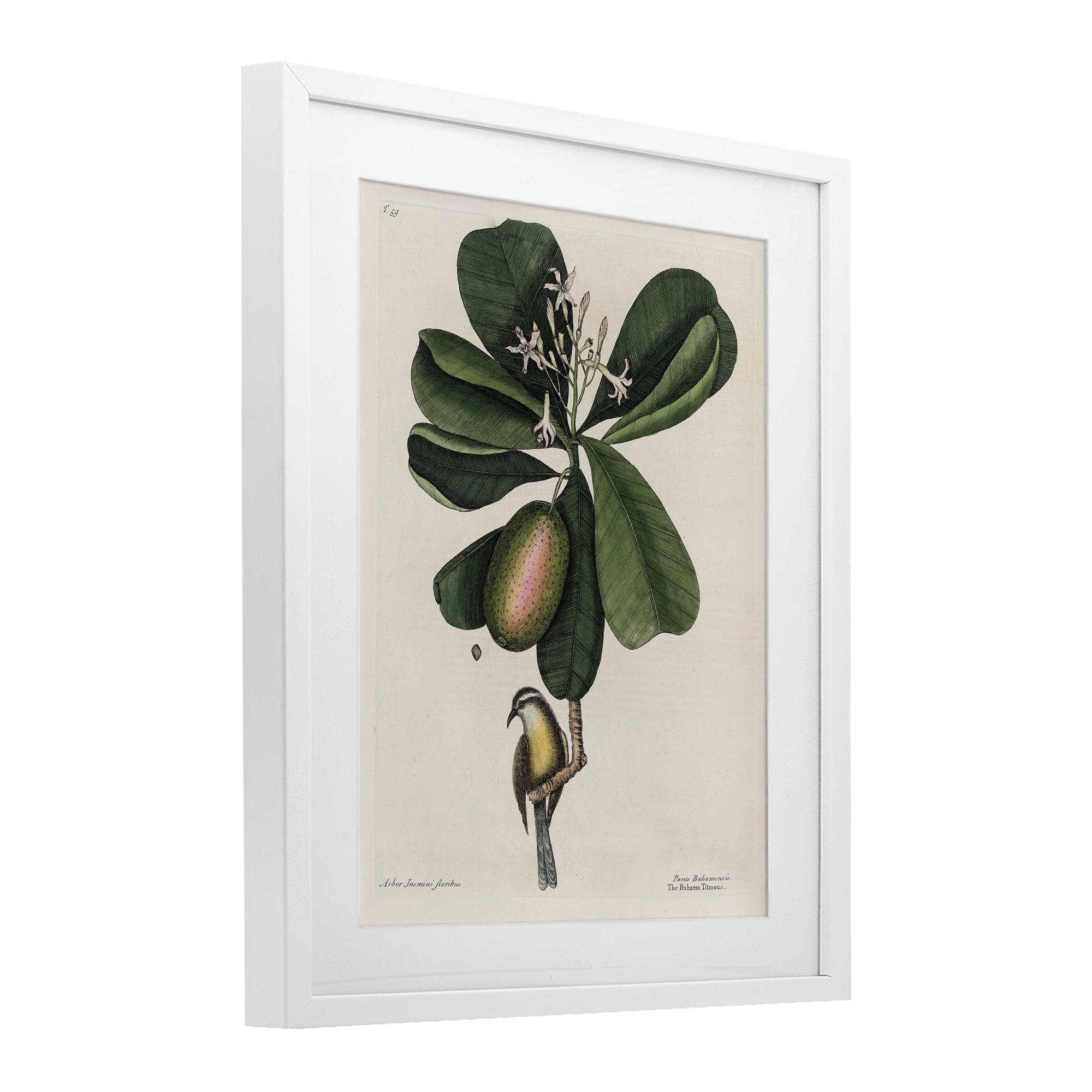 Stupell Industries Catesby Flora & Fauna White Framed Print Under Glass, design by Print Collection