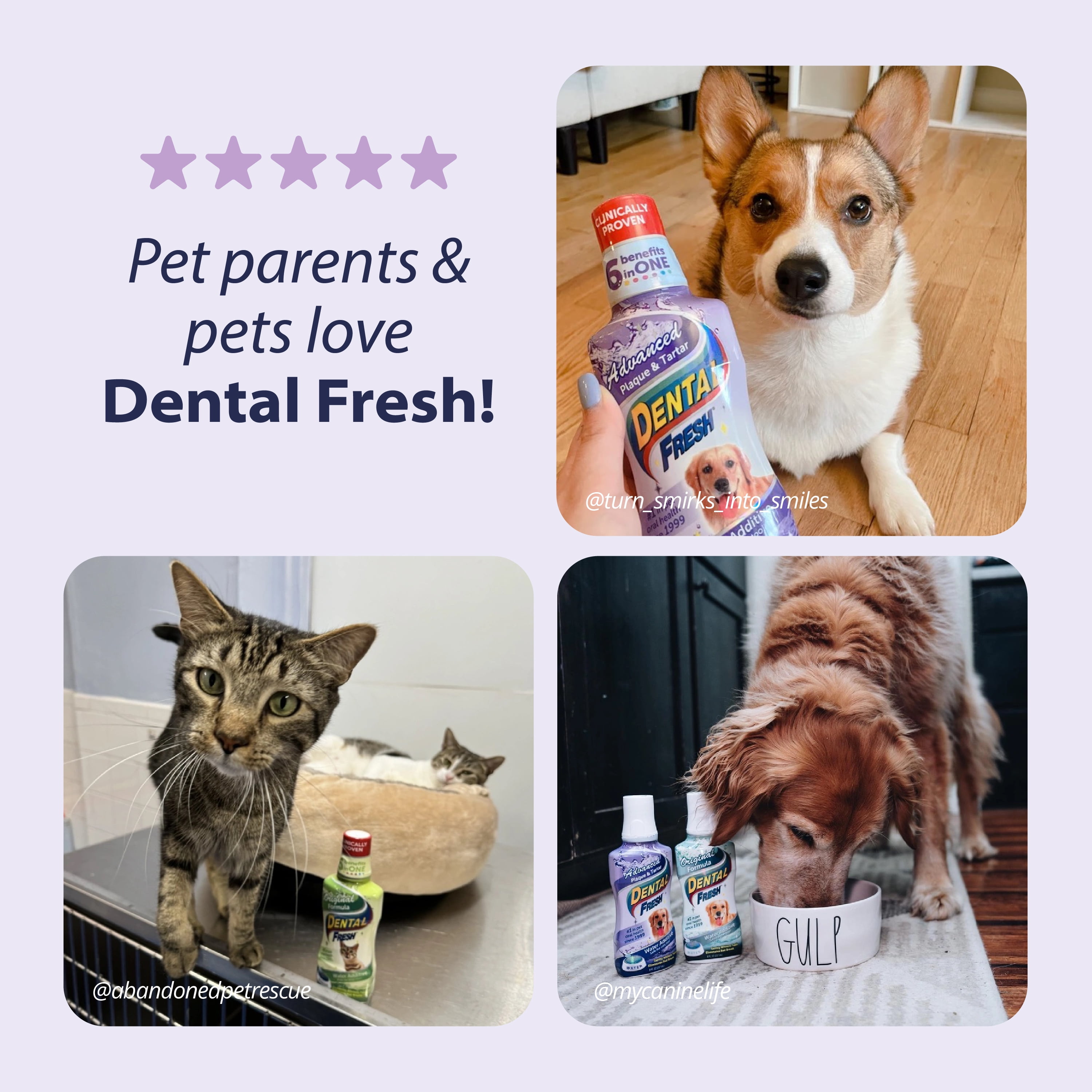 Dental Fresh Advanced Plaque and Tartar Water Additive for Dogs, 17 oz.