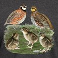 thumbnail image 3 of CafePress - Bobwhite Family Dark T Shirt - Men's Classic Graphic Cotton T-Shirt, 3 of 4