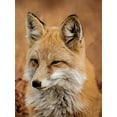 thumbnail image 2 of Alpenglow Workshop 25x32 Gold Ornate Wood Framed with Double Matting Museum Art Print Titled - Fox, 2 of 4