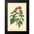 thumbnail image 2 of Vision Studio 11x14 Black Modern Framed Museum Art Print Titled - Red Curtis Botanical III, 2 of 5