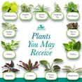 thumbnail image 5 of Live Houseplant (6PK) - 6 Air Purifying Plants - Easy Care - 2in Pots - Indirect Sunlight - Altman Plants, 5 of 17