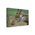 thumbnail image 2 of Trademark Fine Art 'Looking Around Giraffe' Canvas Art by Luis Aguirre, 2 of 3