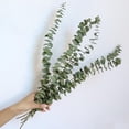 thumbnail image 3 of Eucalyptus Leaves Dried Flower Real Touch Flower Bouquet Wedding Party Decor Supplies, 3 of 9