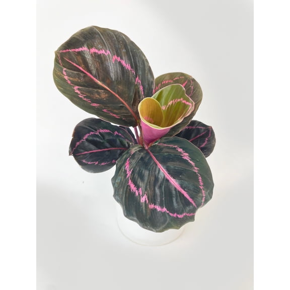 Bumble Plants INACTIVE - C_DOTTIE_RO - Full Live Colorful Houseplant in Nursery Pot, Easy Care, Indoor Plant for Beginners