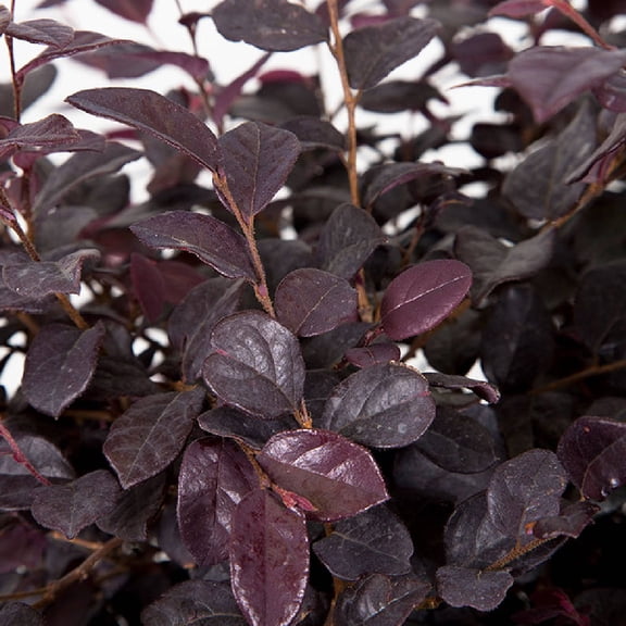 Expert Gardener Flowerwood Loropetalum Live Shrubs, Deer-Resistant