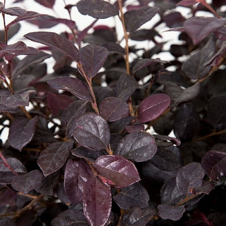 Ruby Loropetalum Shrub, Pink Ribbon Blooms, Live