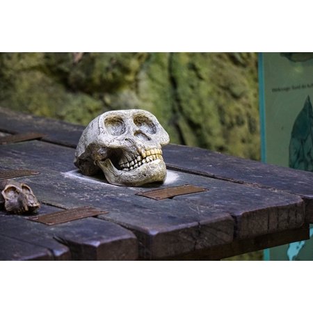 10' Comfort System - Canvas Print Ape Skull Bone Skull Dead Skeleton Wood Bone Stretched Canvas 10 x 14