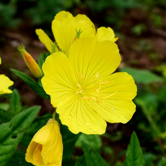 Eden Brothers Evening Primrose Seeds