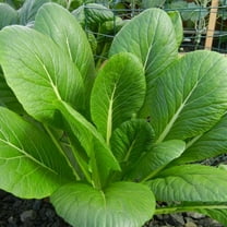 TomorrowSeeds - Komatsuna Mustard Green Spinach Seeds - 6000  Count - For 2026 Planting Brassica